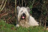 SKYE TERRIER 054